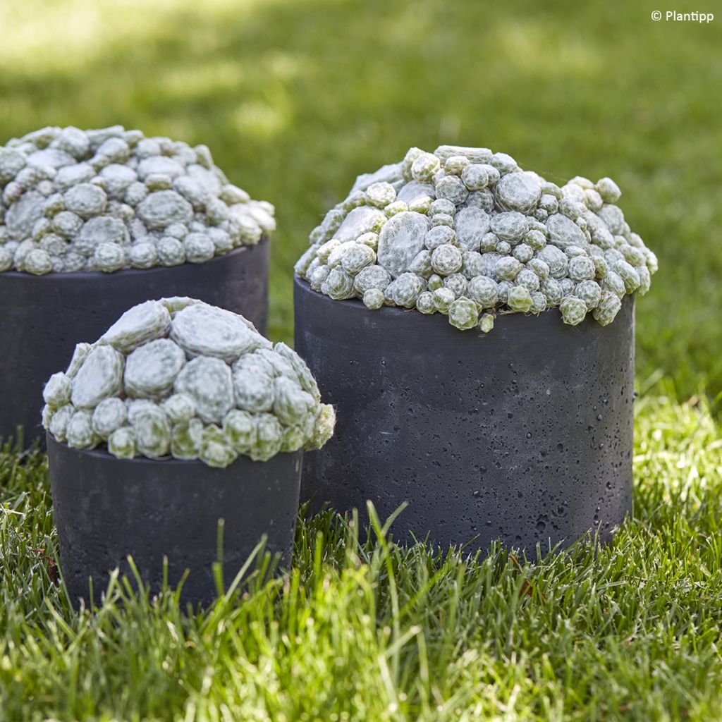 Sempervivum arachnoideum Arctic White - Spinnenwebhuislook