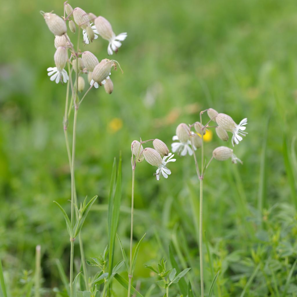 Silene vulgaris - Blaassilene