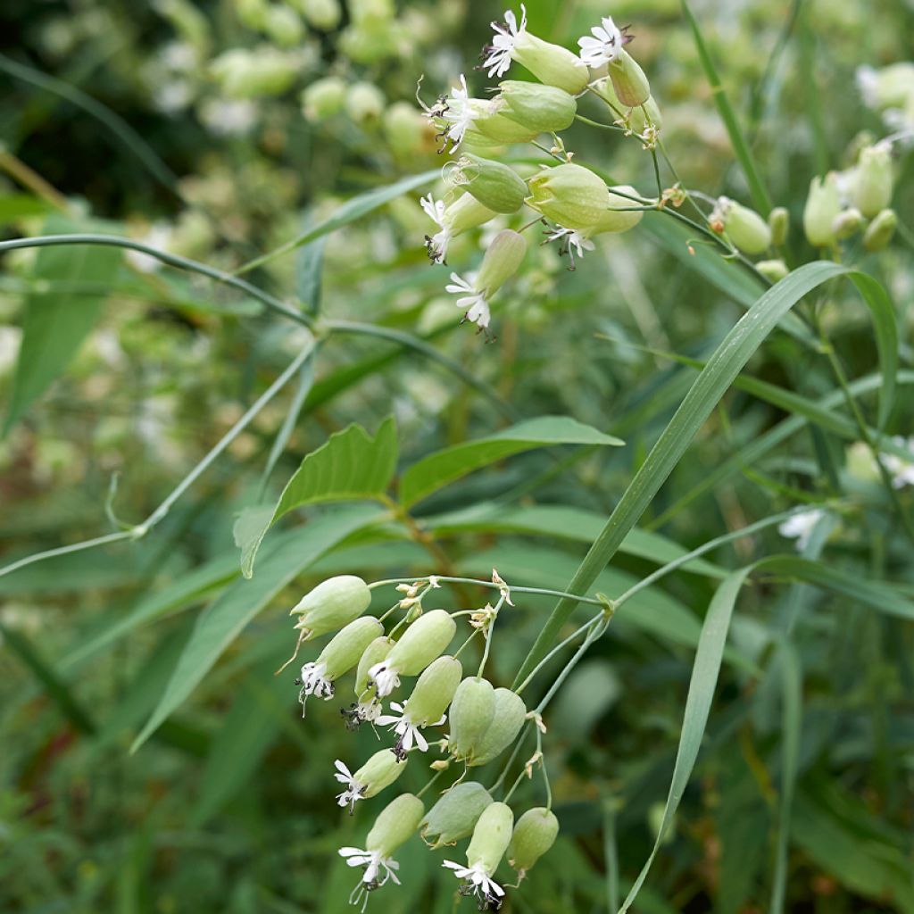Silene vulgaris - Blaassilene
