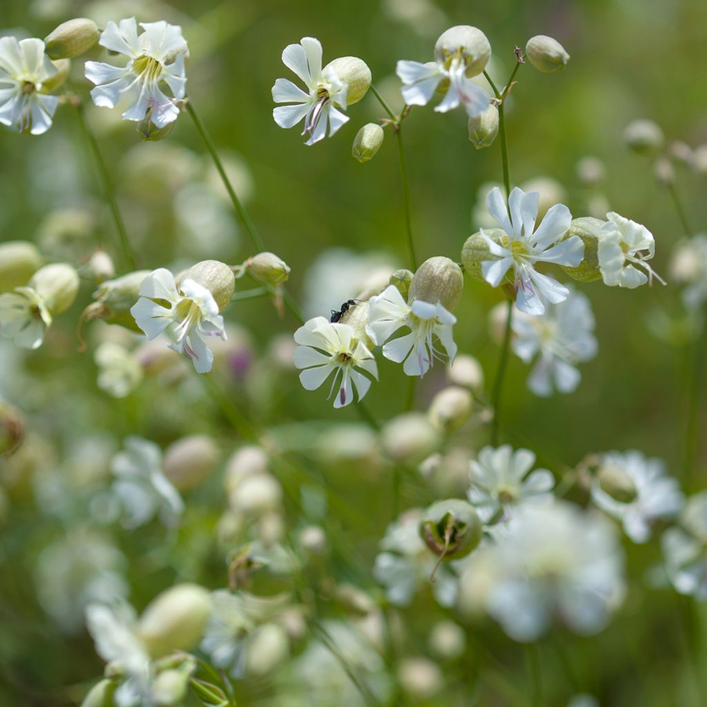 Silene vulgaris - Blaassilene