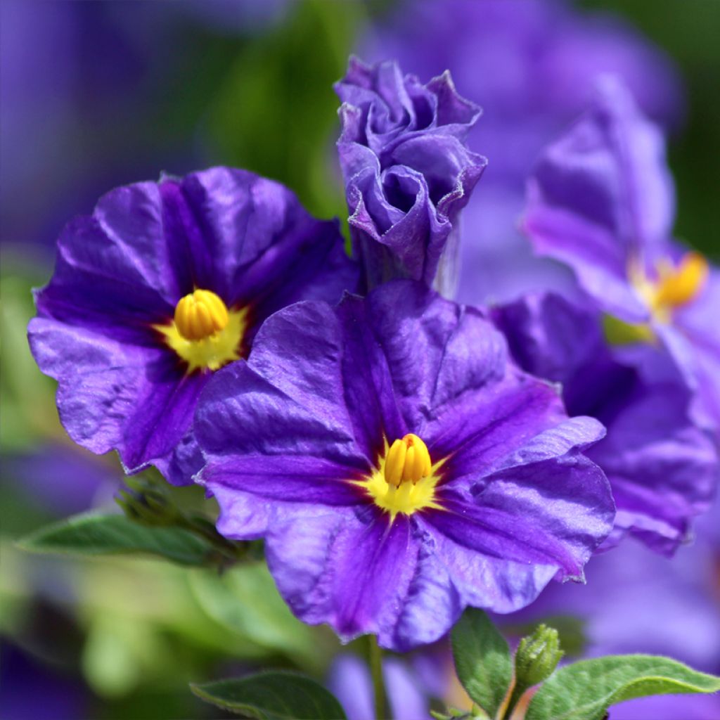 Solanum rantonnetii - Blauwe aardappelstruik