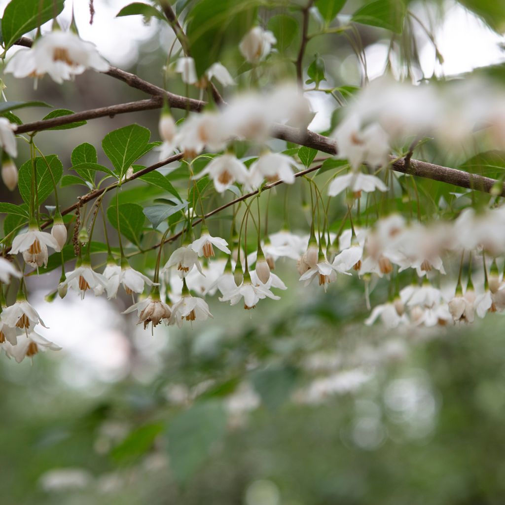 Styrax japonicus Snowfall - Japanse storaxboom