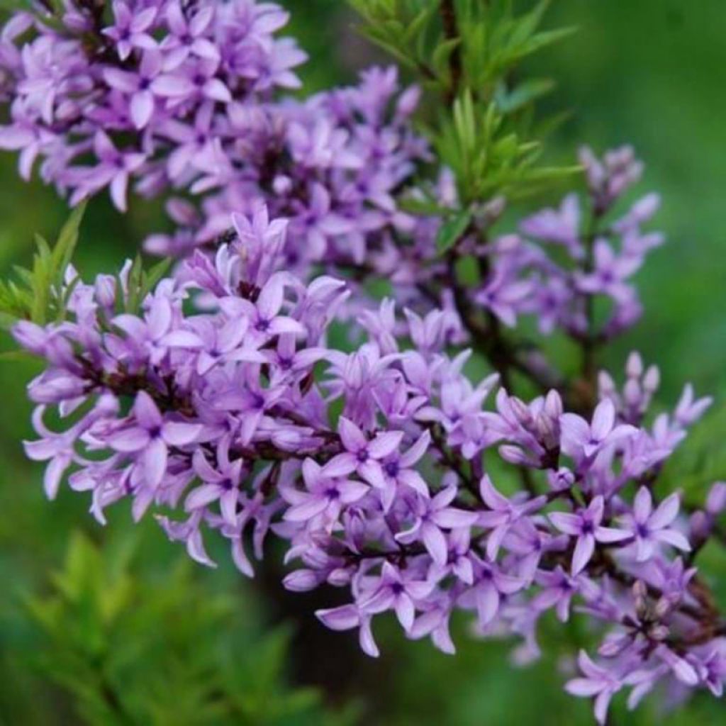 Syringa afghanica - Perzische sering