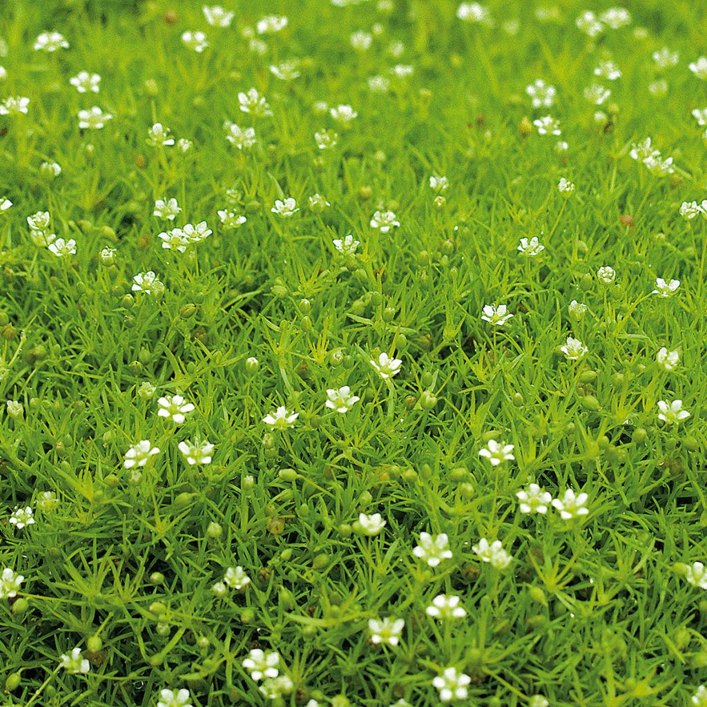 Sagina subulata Scottish Moss - Priemvetmuur