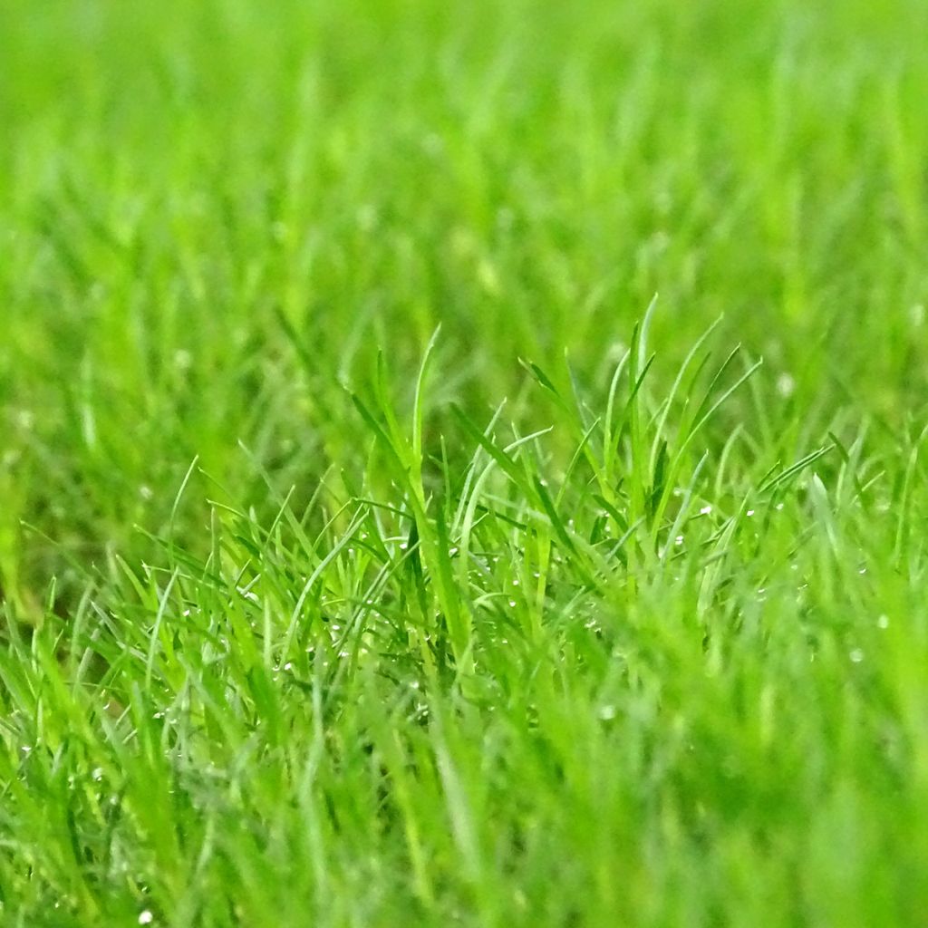 Sagina subulata Scottish Moss - Priemvetmuur