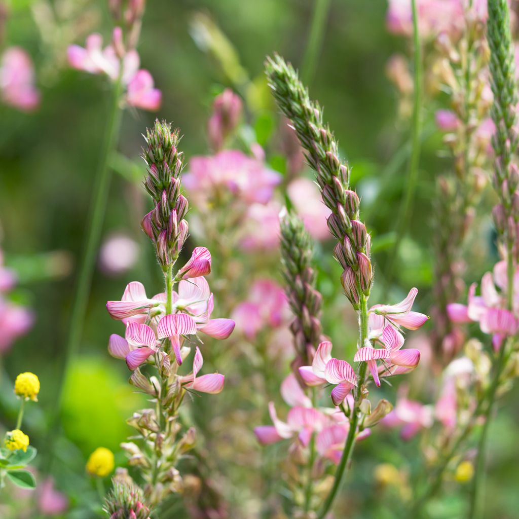 Esparcette groenbemester - Onobrychis viciifolia
