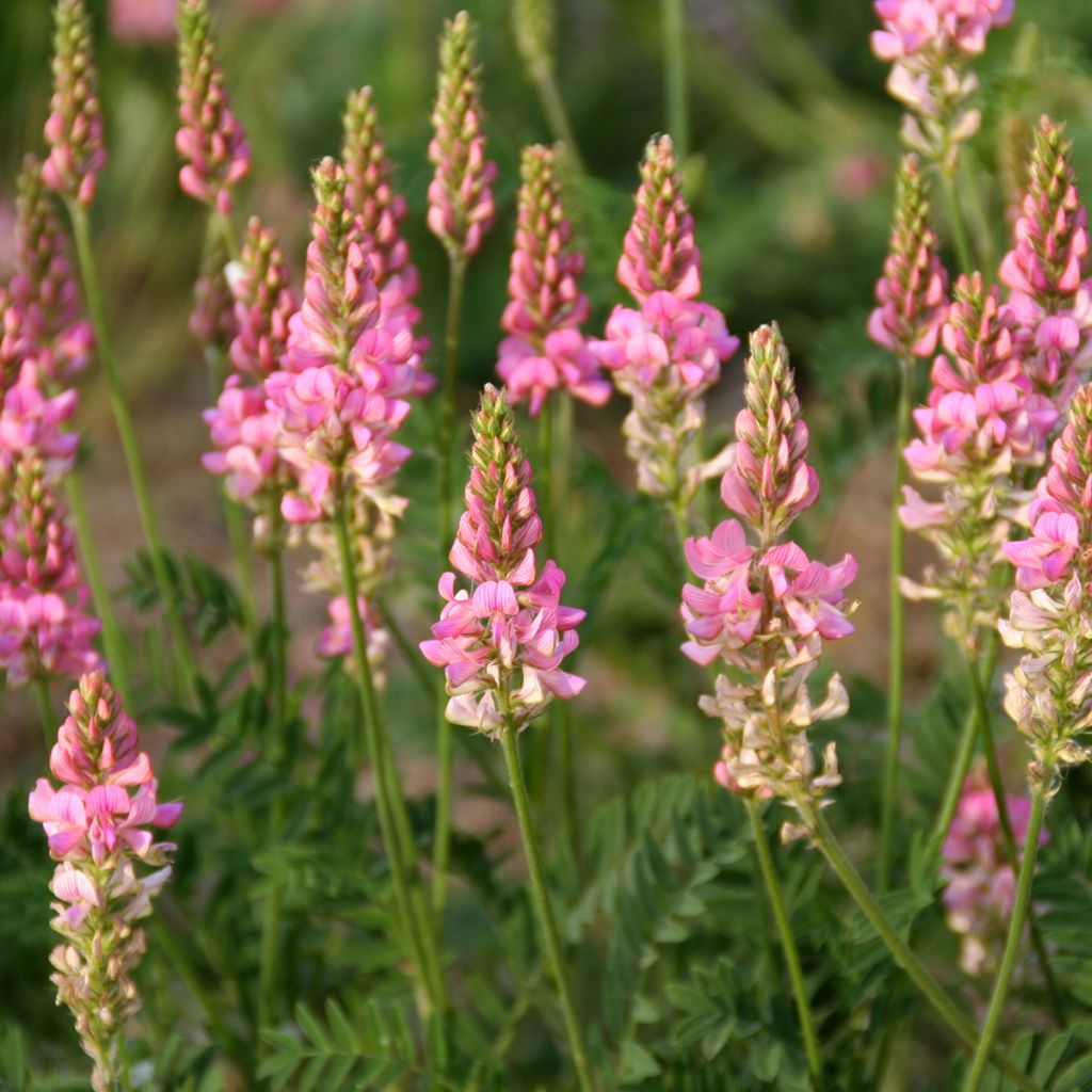 Esparcette BIO groenbemester - Onobrychis viciifolia