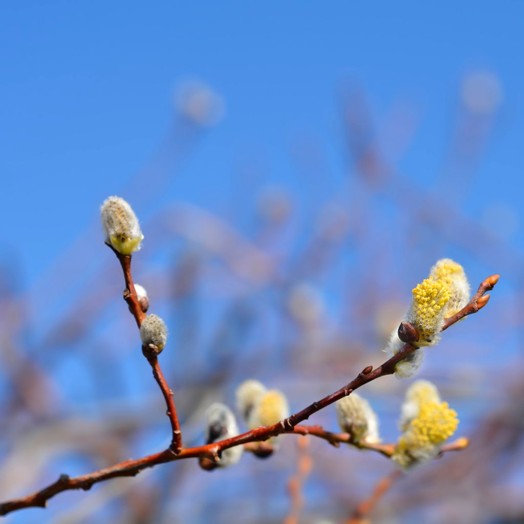 Salix caprea Curly Locks - Boswilg