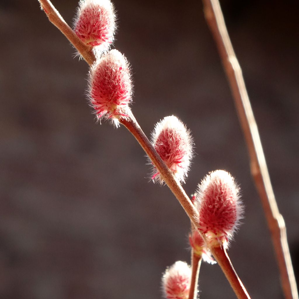 Salix gracilistyla Mount Aso - Katjeswilg