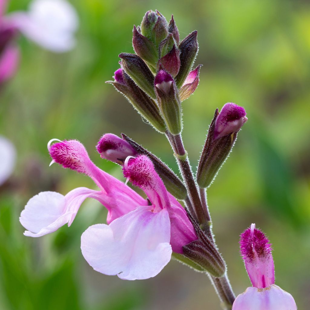 Salvia Dysons Joy - Herfstsalie