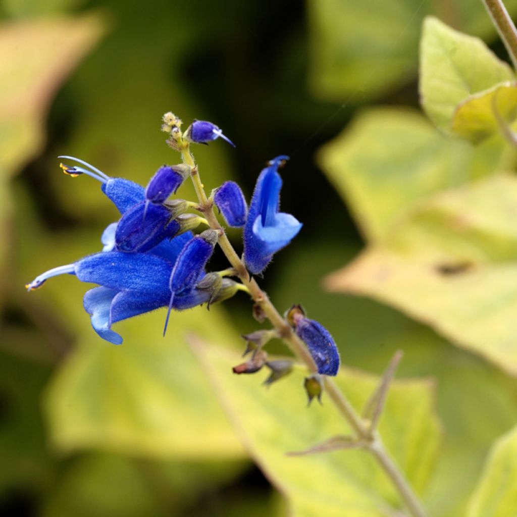 Salvia cacaliifolia - Salie