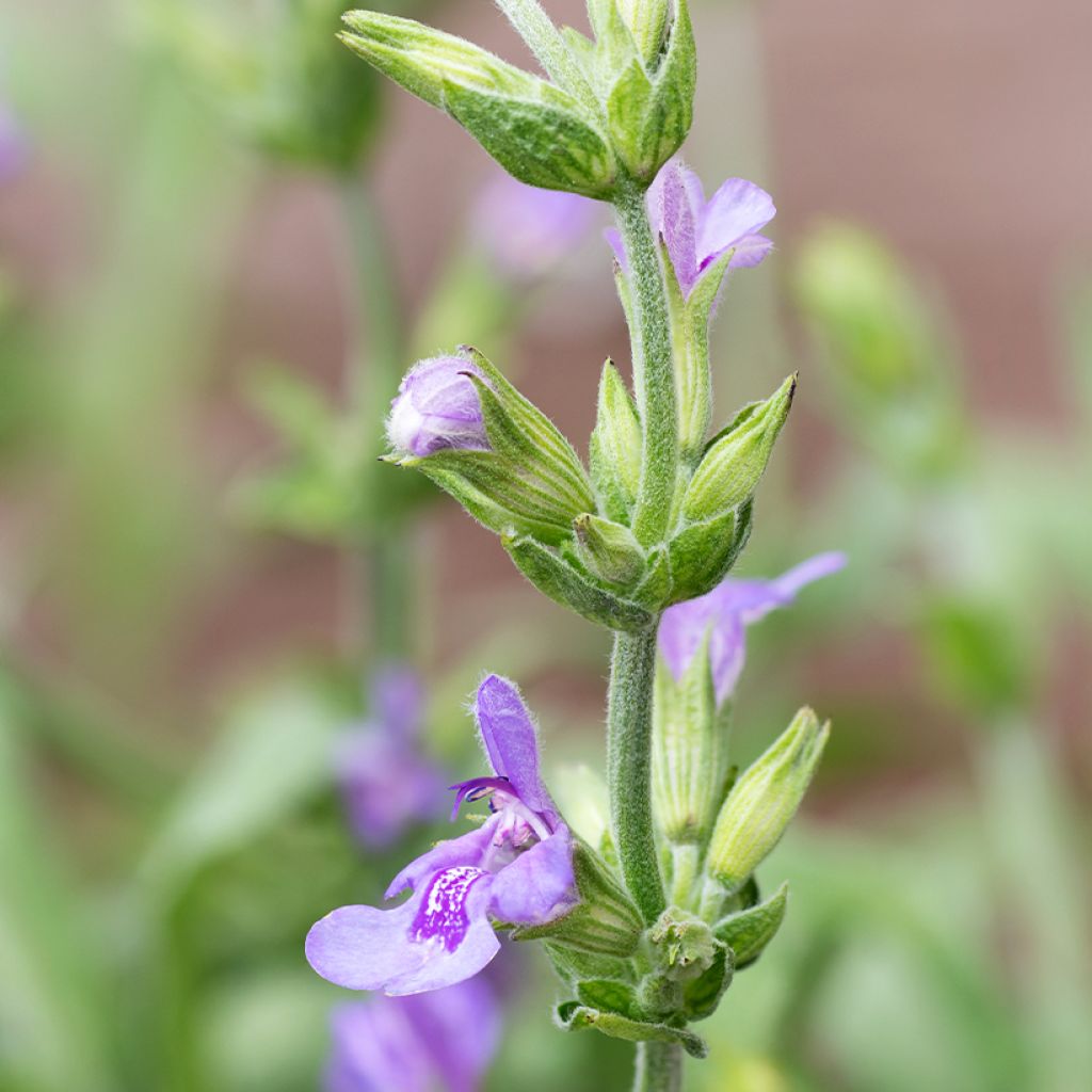 Salvia lavandulifolia - Spaanse salie