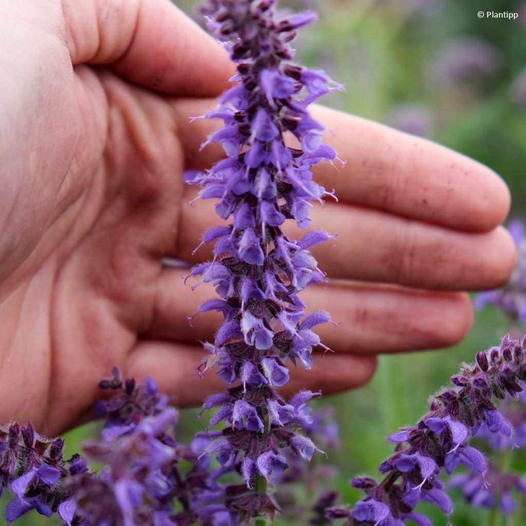 Salvia nemorosa Bocofpea Feathers Peacock - Bossalie