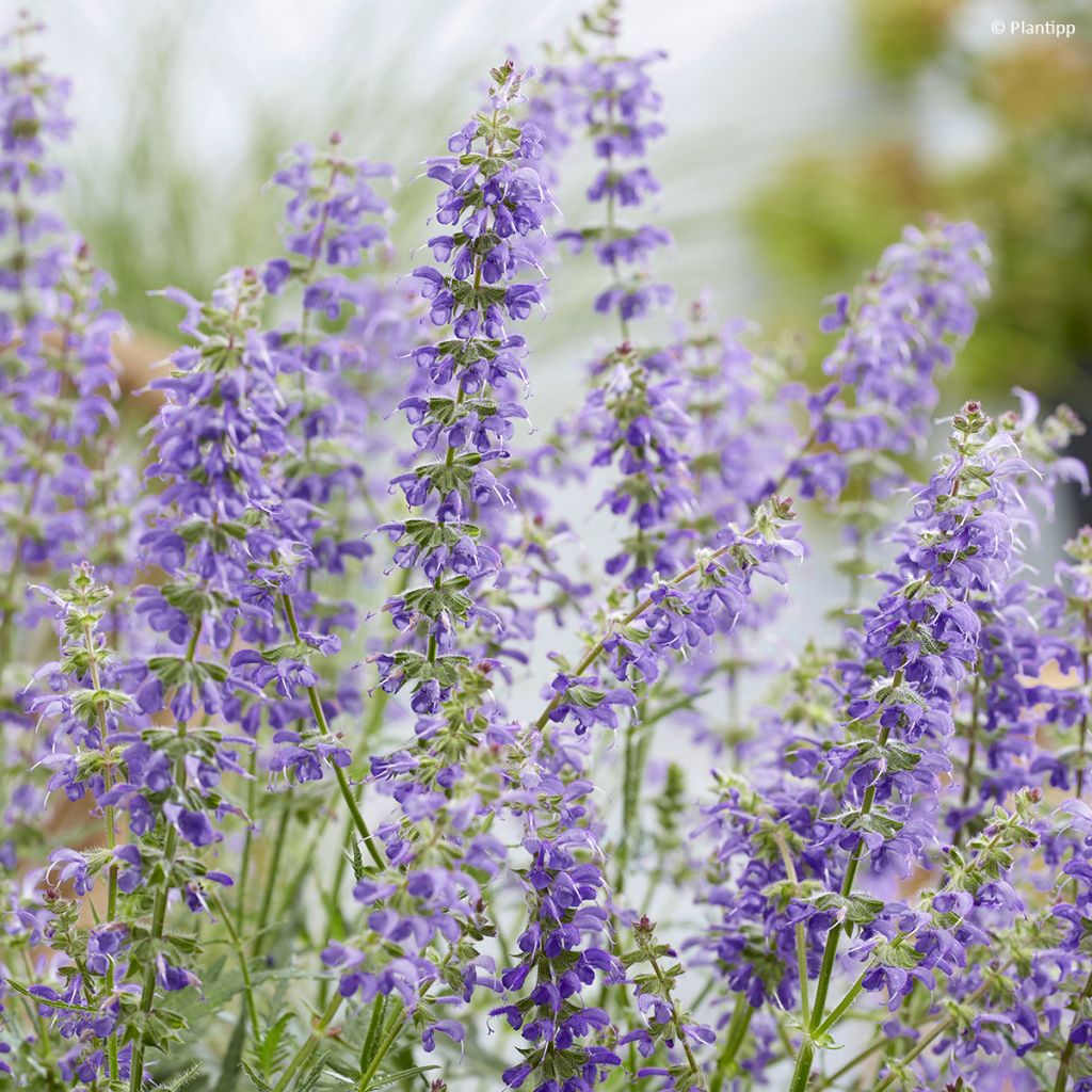 Salvia nemorosa Bocofpea Feathers Peacock - Bossalie