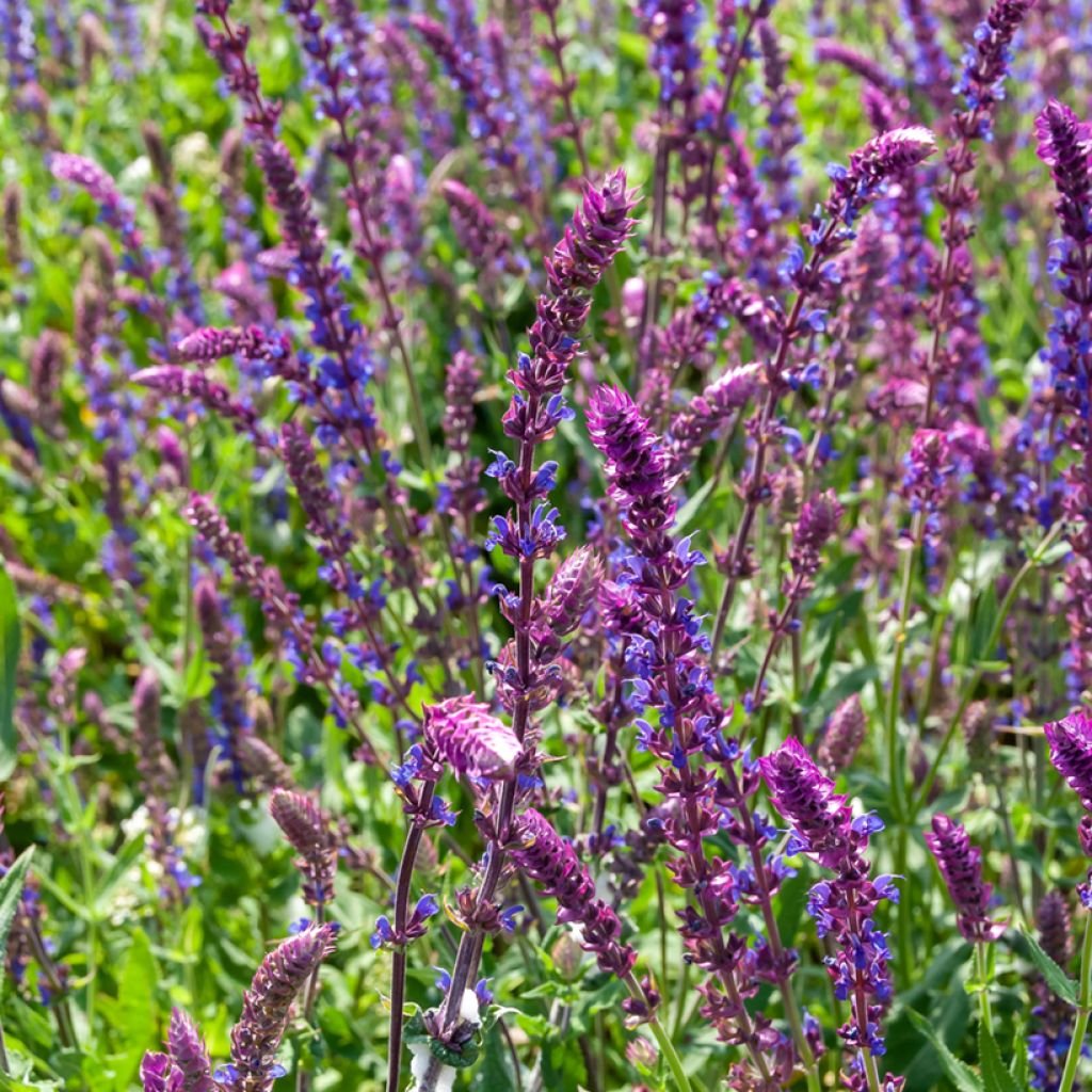 Salvia nemorosa Ostfriesland - Bossalie