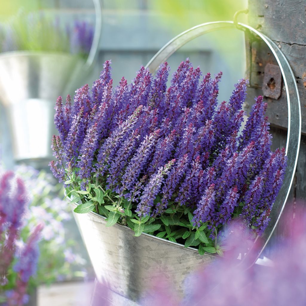 Salvia nemorosa Sensation Deep Blue - Bossalie