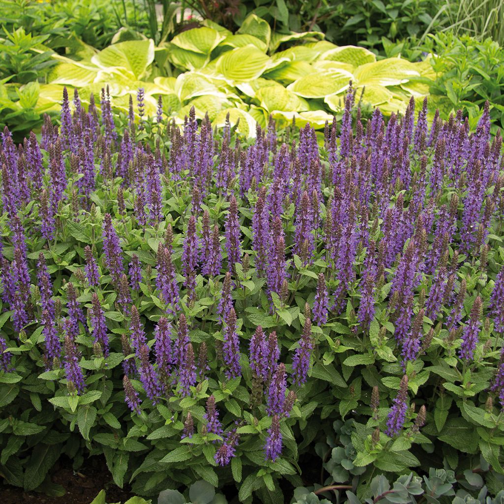 Salvia nemorosa Sensation Deep Blue - Bossalie