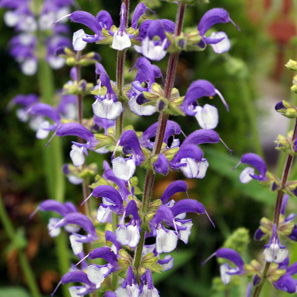 Salvia pratensis Madeline - Veldsalie