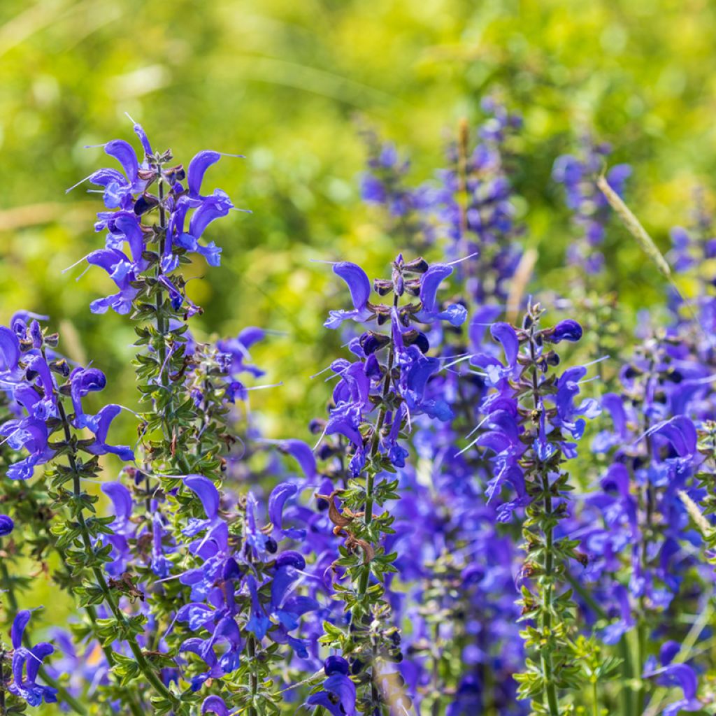 Salvia pratensis - Veldsalie