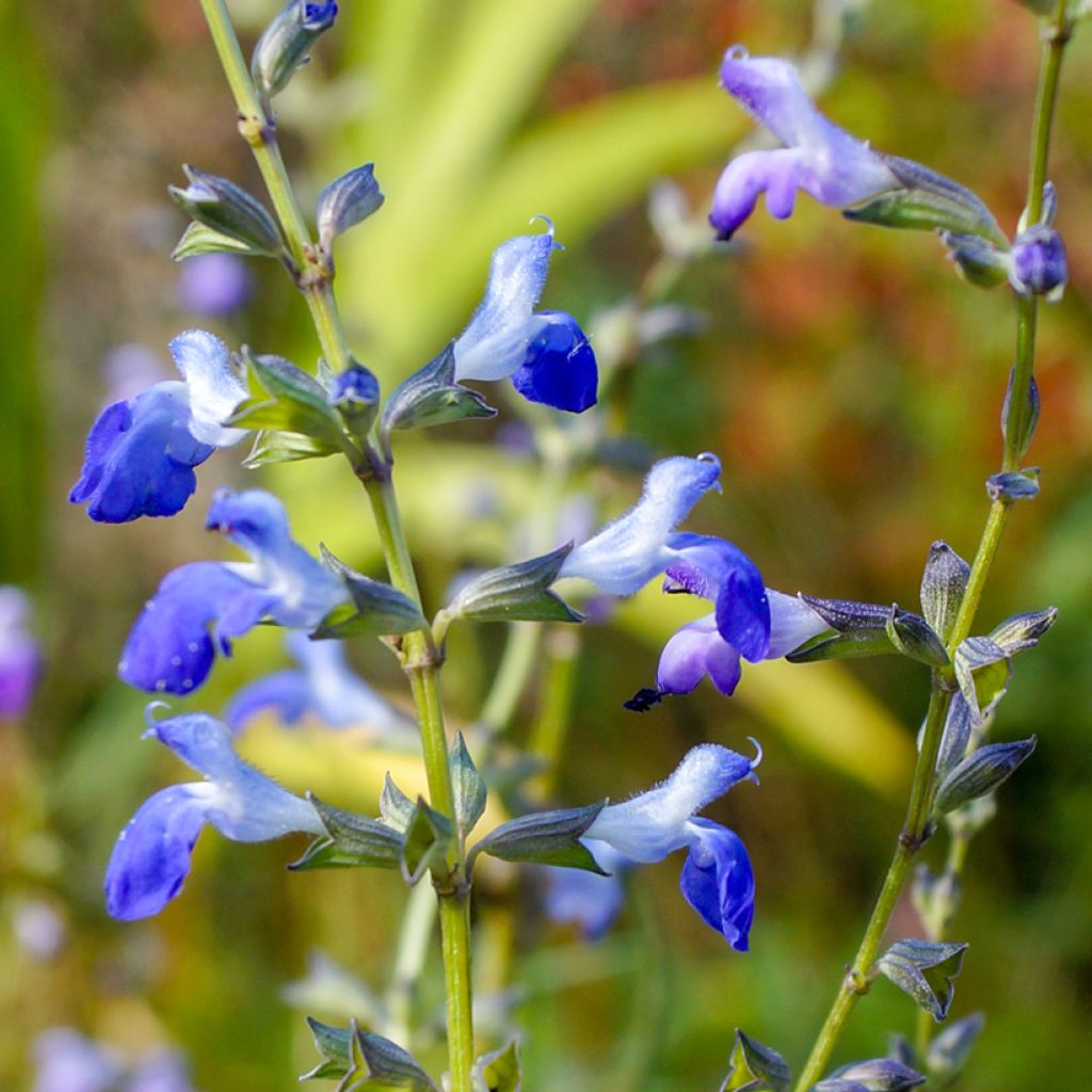 Salvia reptans West Texas form - Salie