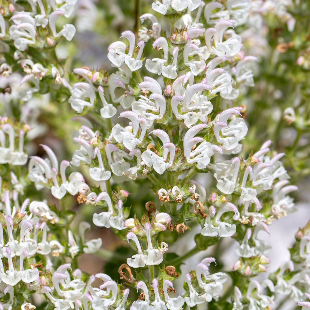 Salvia aethiopis - Salie