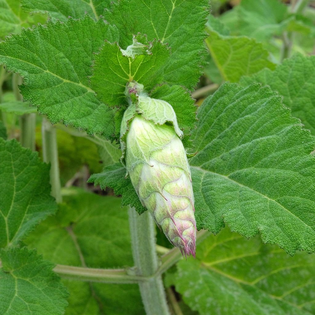 Salvia sclarea var. turkestanica - Scharlei (zaad)