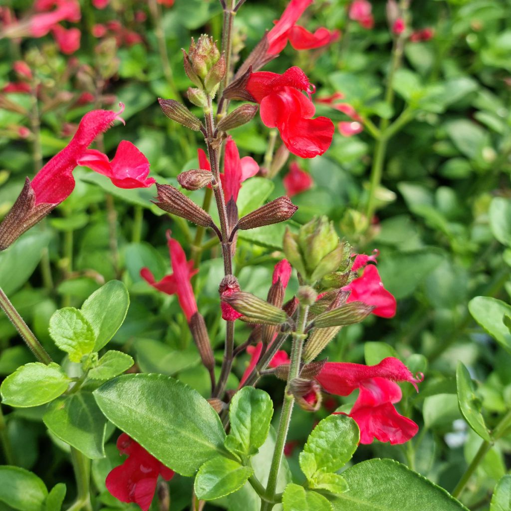Salvia jamensis Flammenn - Struiksalie