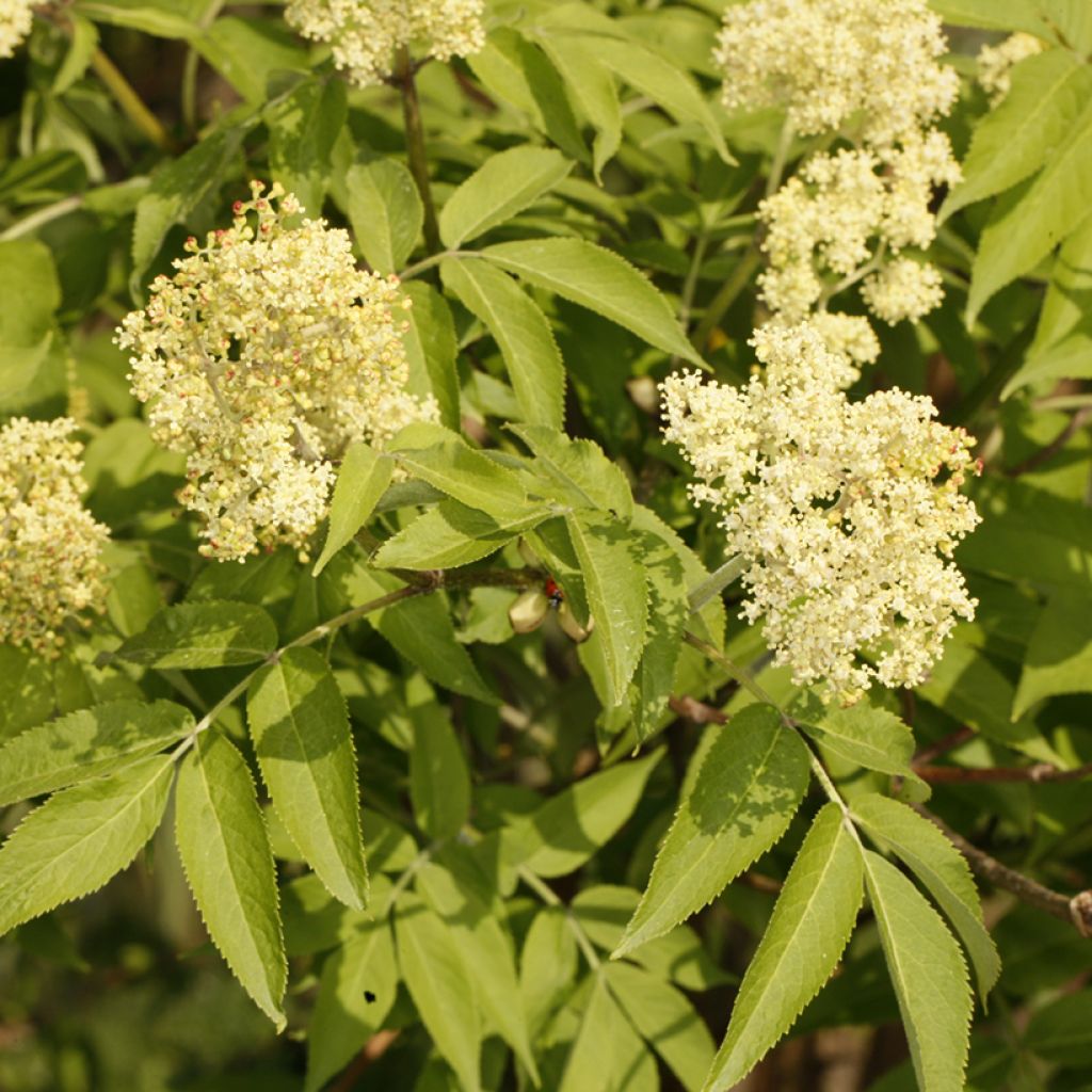 Sambucus miquelii - Sureau de Miquel