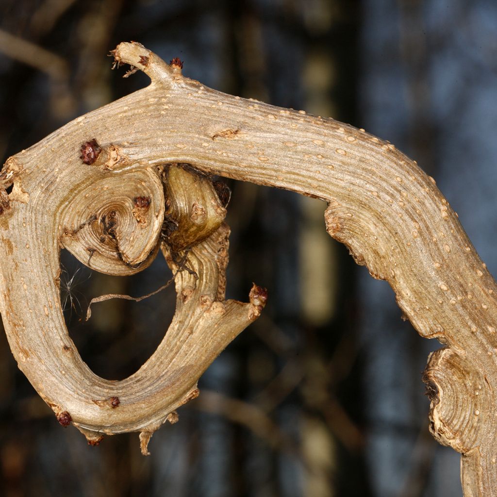 Sambucus nigra Monstrosa - Gewone vlier