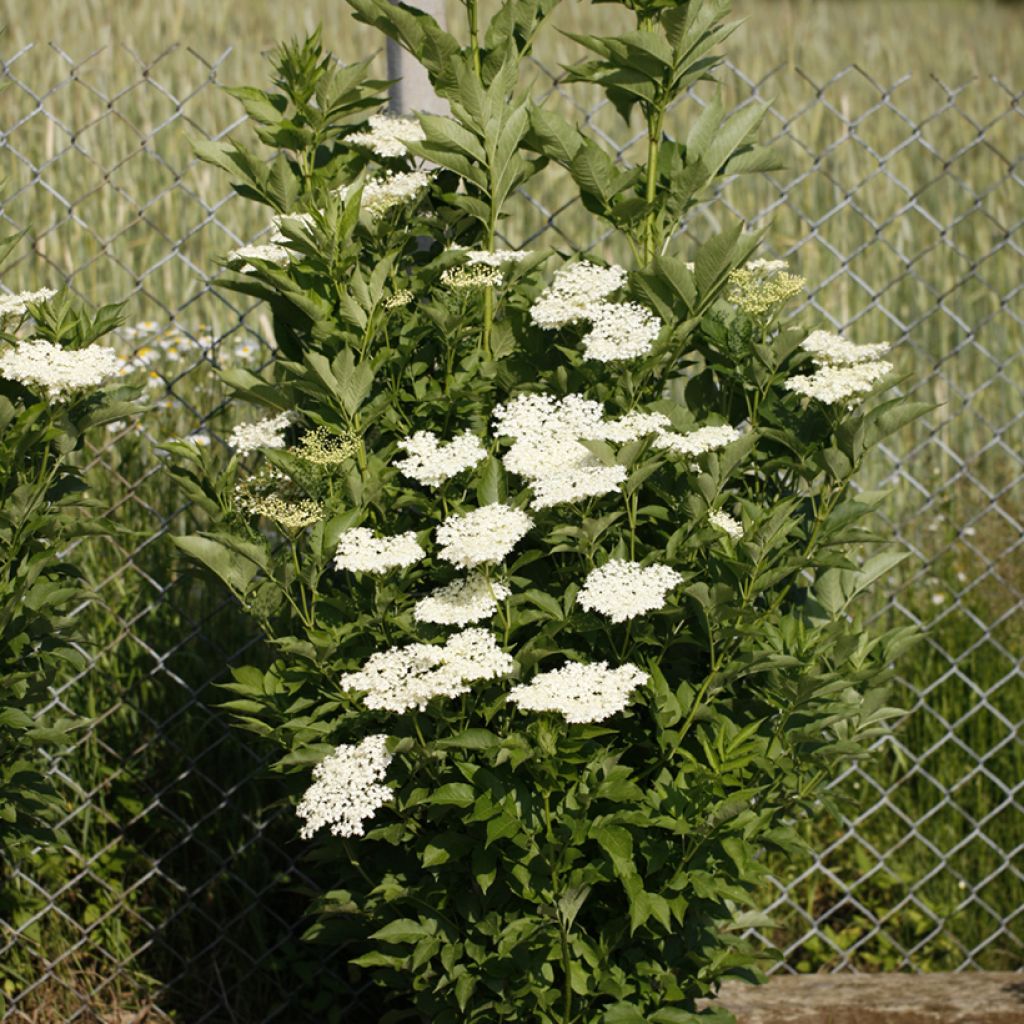 Sambucus nigra Obelisk - Gewone vlier