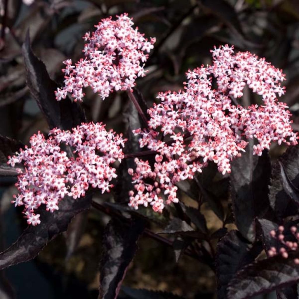 Sambucus nigra Black Beauty - Gewone vlier