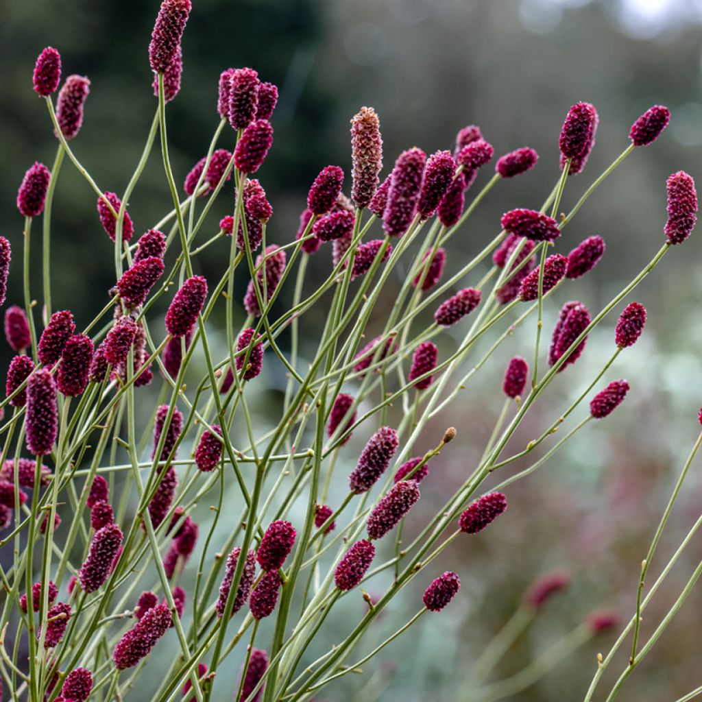 Sanguisorba Cangshan Cranberry - Grote pimpernel
