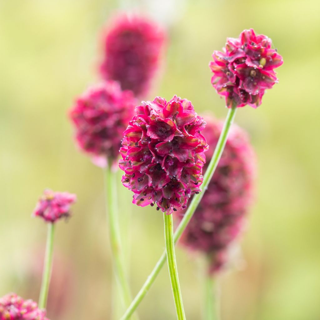 Sanguisorba Proud Mary - Bloedwortel