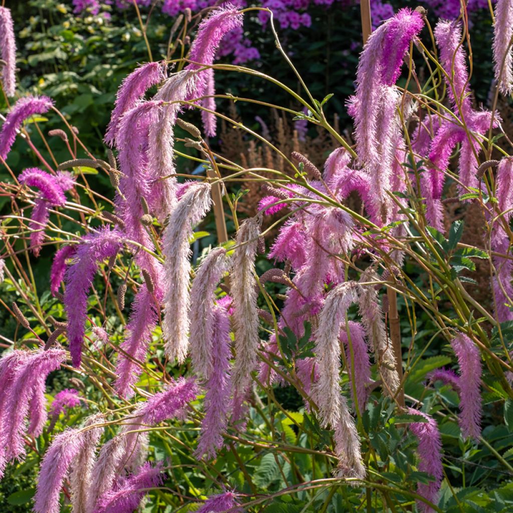 Sanguisorba hakusanensis - Pimpernel