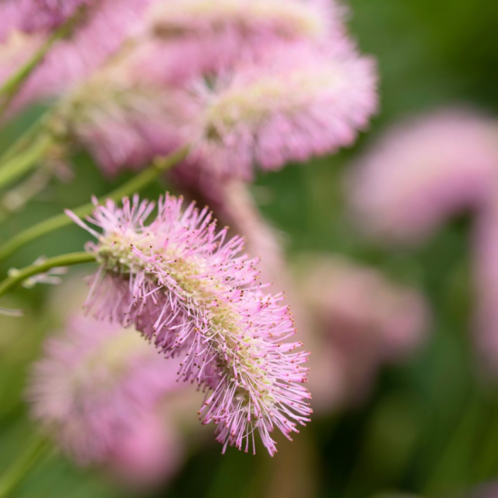 Sanguisorba hakusanensis - Pimpernel