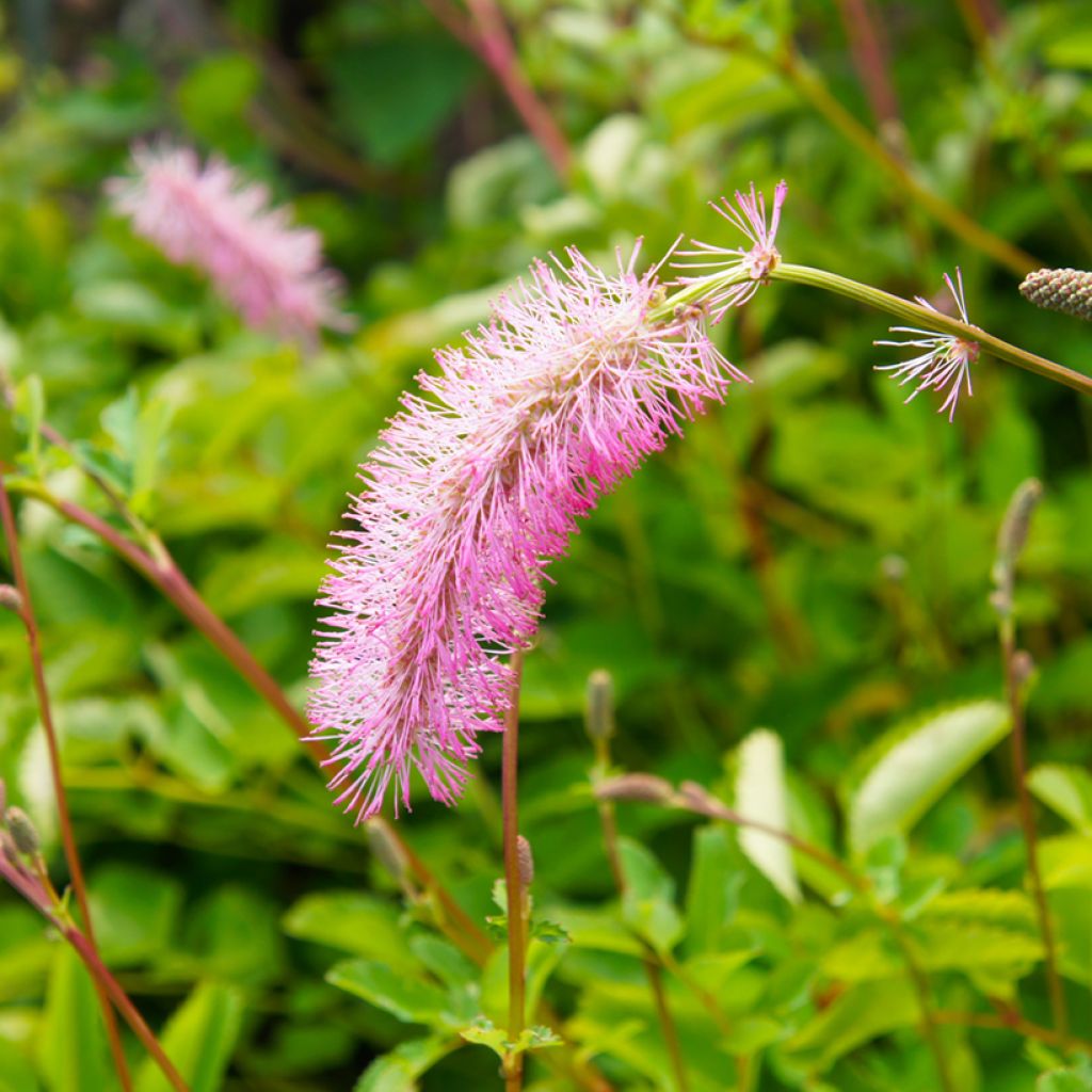 Sanguisorba menziesii - Pimpernel