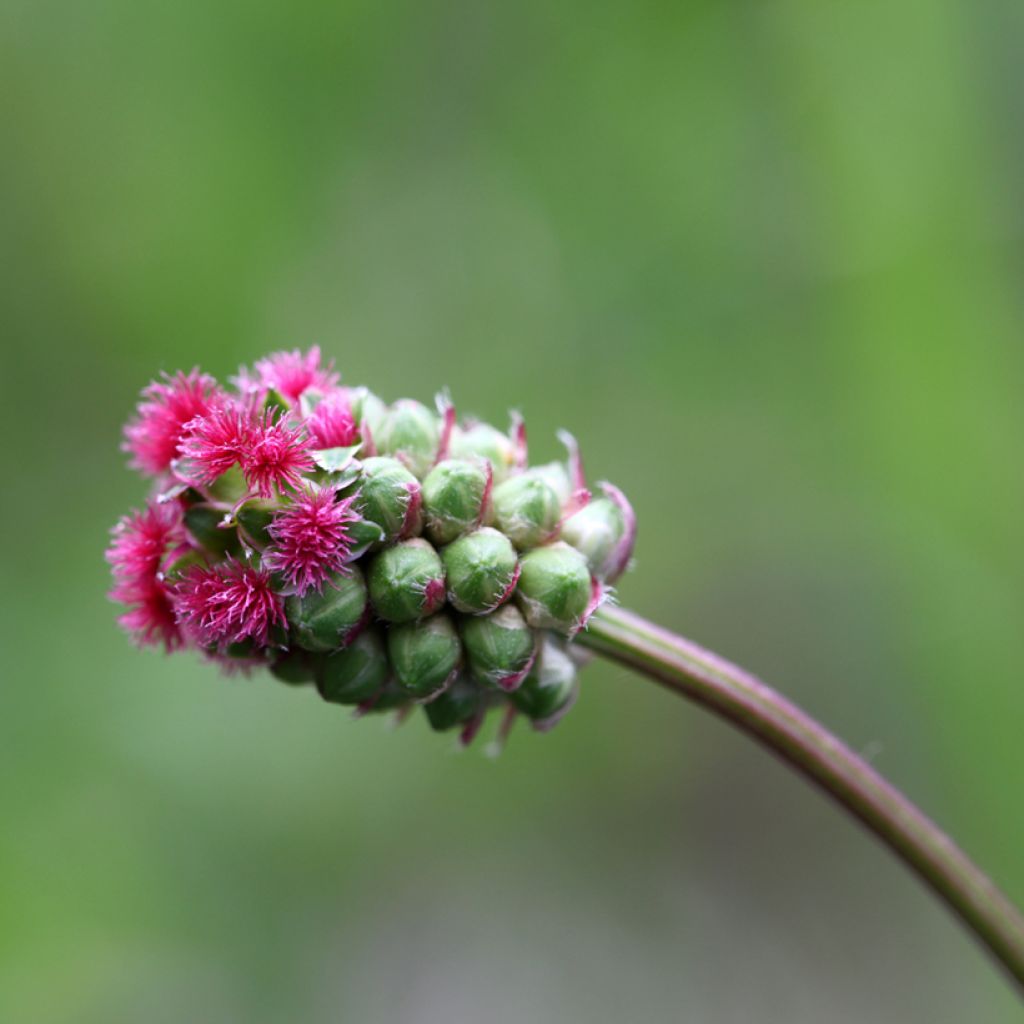 Sanguisorba minor - Kleine pimpernel
