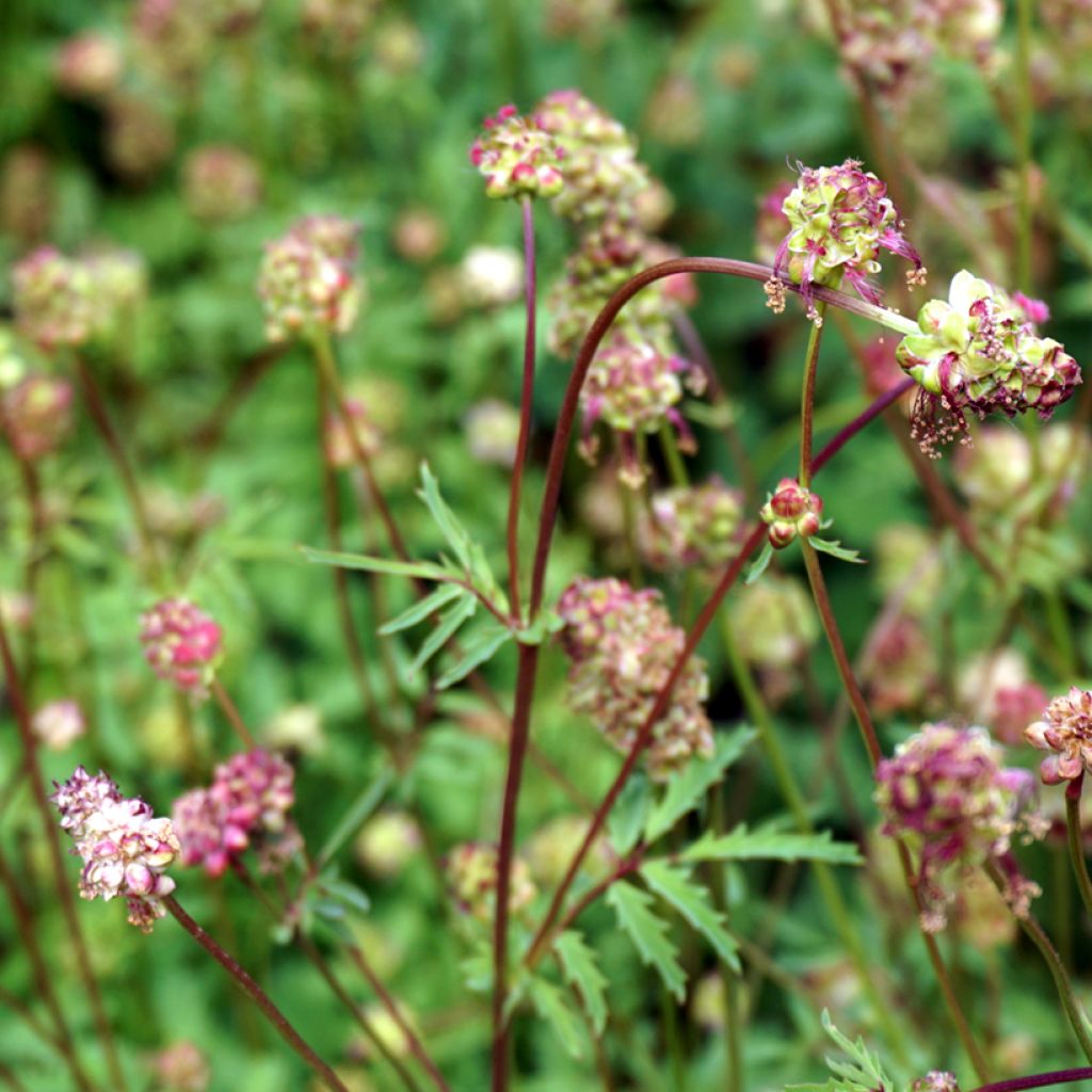 Sanguisorba minor - Kleine pimpernel
