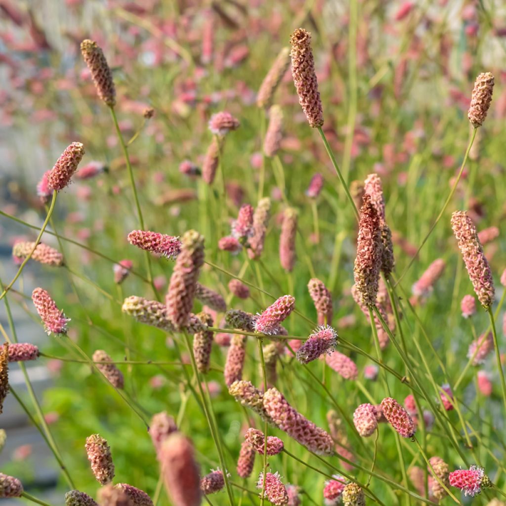 Sanguisorba officinalis Pink Tanna - Grote pimpernel