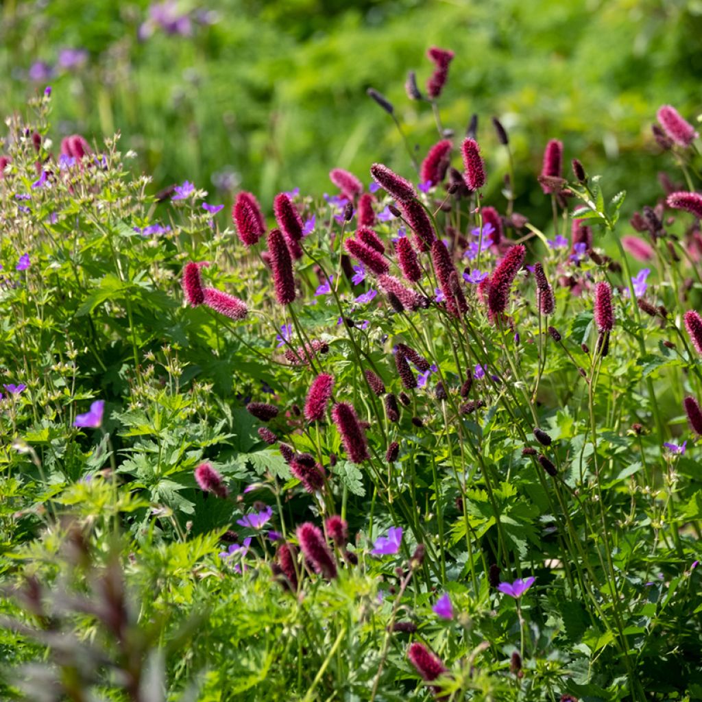 Sanguisorba officinalis Tanna - Grote pimpernel