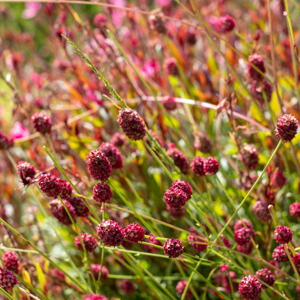 Sanguisorba officinalis Tanna - Grote pimpernel