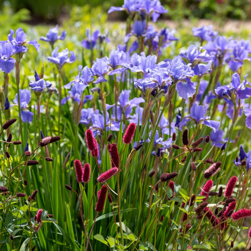 Sanguisorba officinalis Tanna - Grote pimpernel