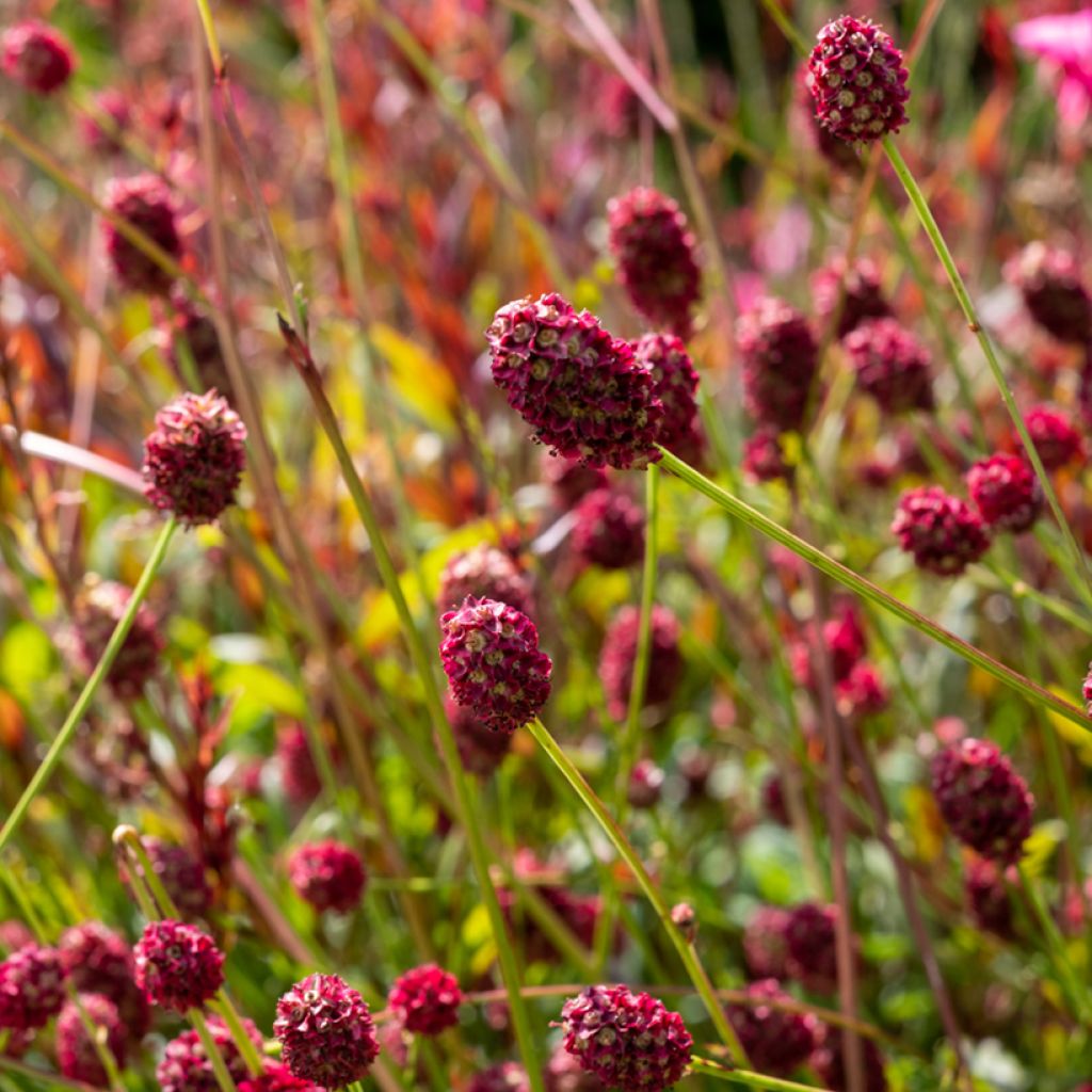 Sanguisorba officinalis Tanna - Grote pimpernel