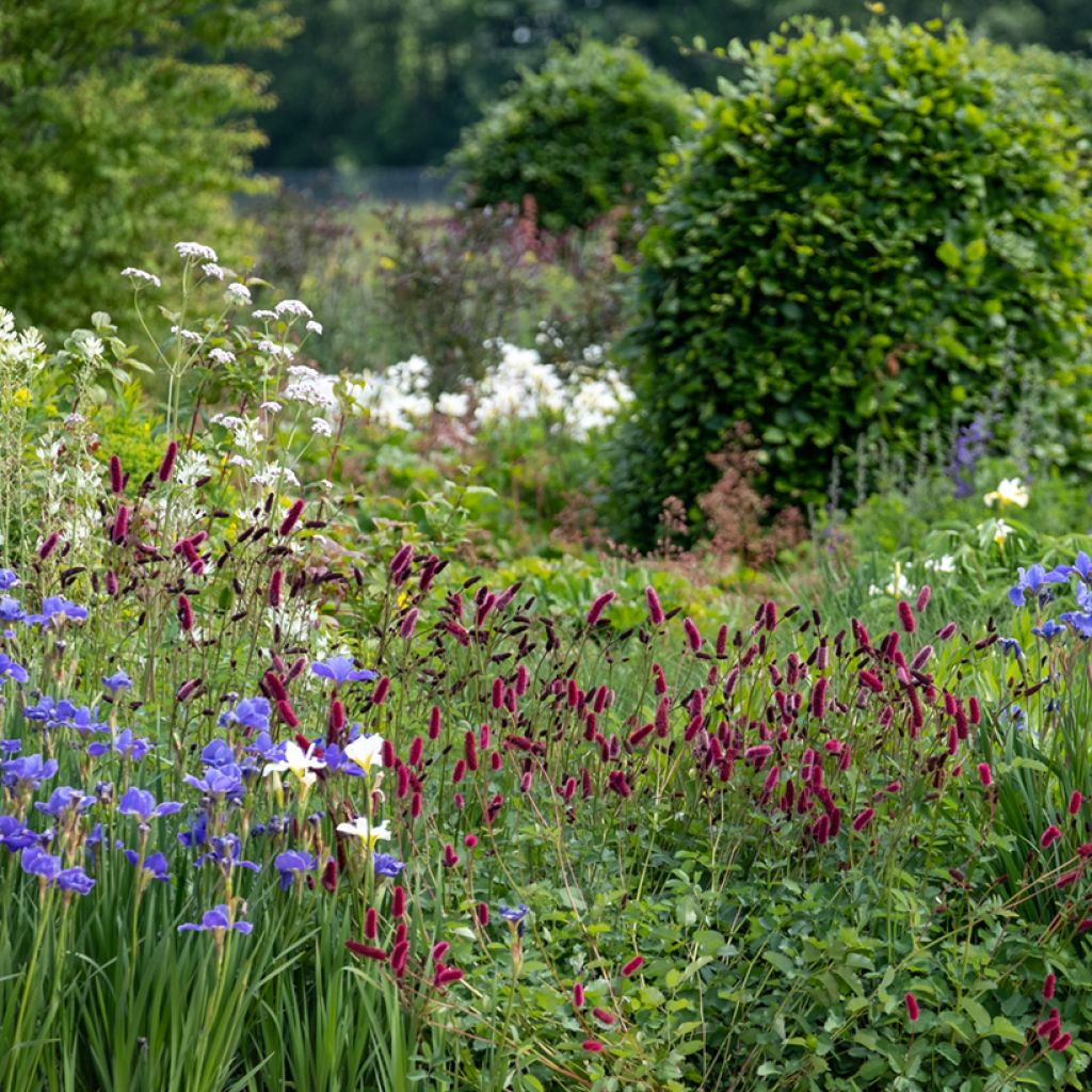 Sanguisorba officinalis Tanna - Grote pimpernel