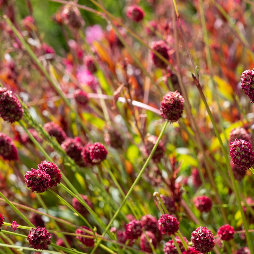Sanguisorba officinalis Pink Tanna - Grote pimpernel