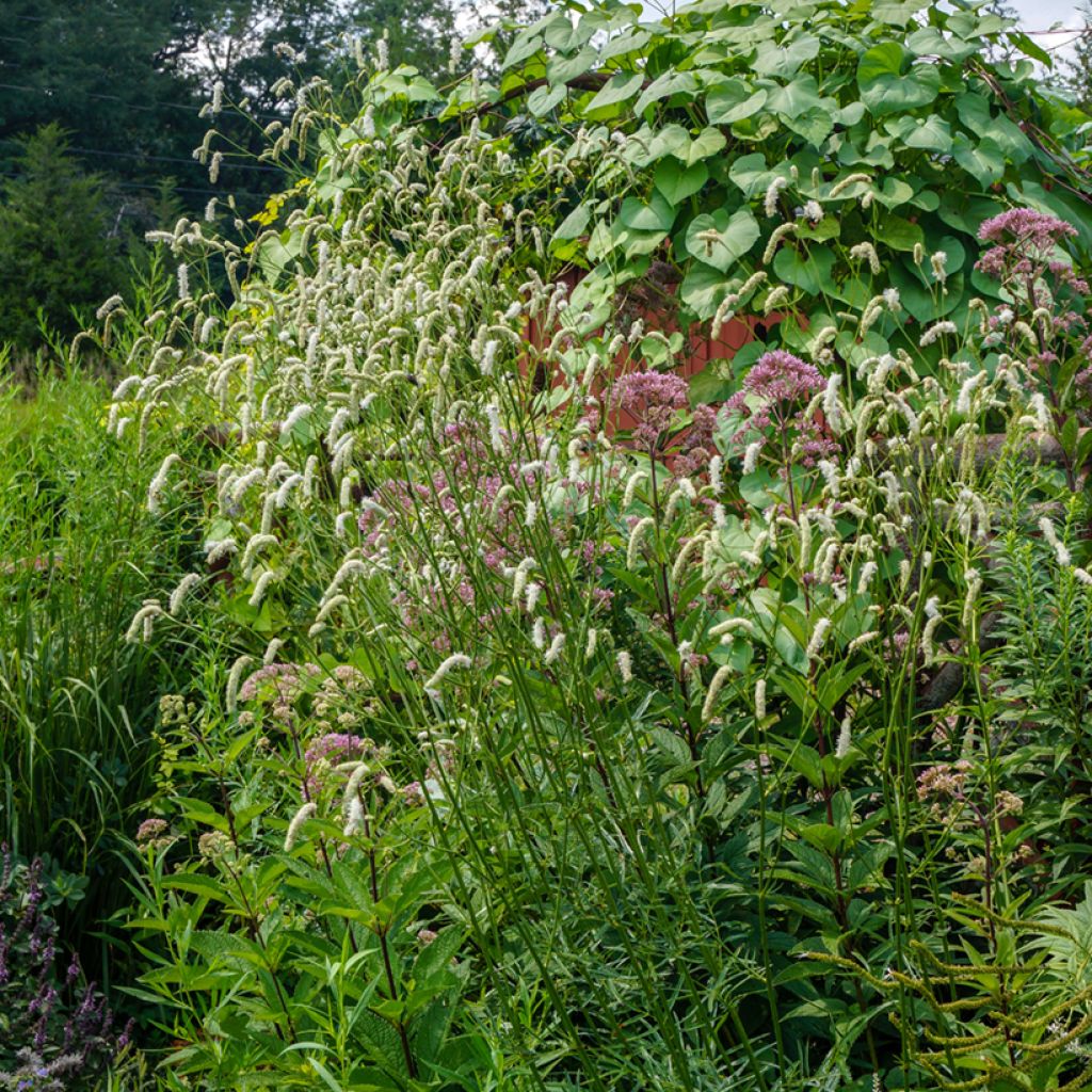 Sanguisorba tenuifolia Alba - Grote pimpernel