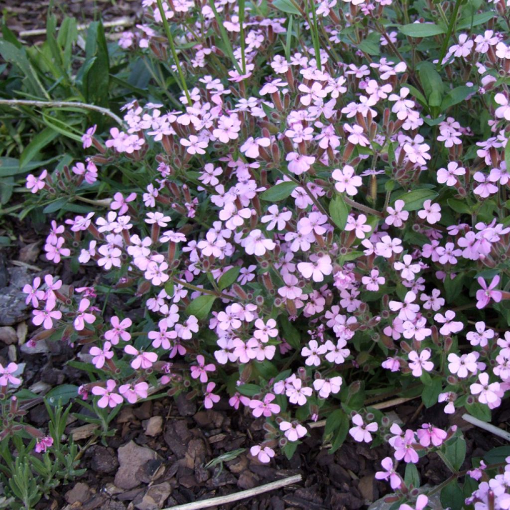 Saponaria ocymoides - Zeepkruid