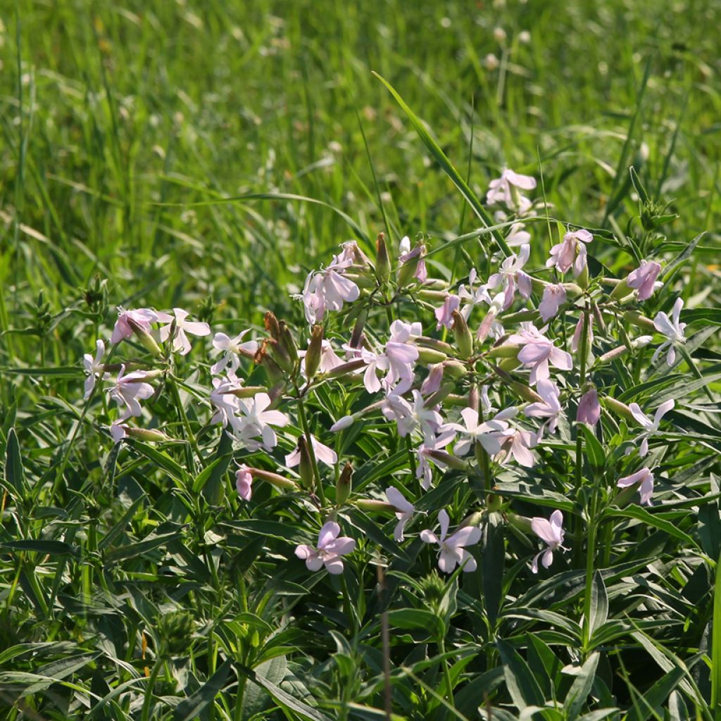 Saponaria officinalis - Zeepkruid