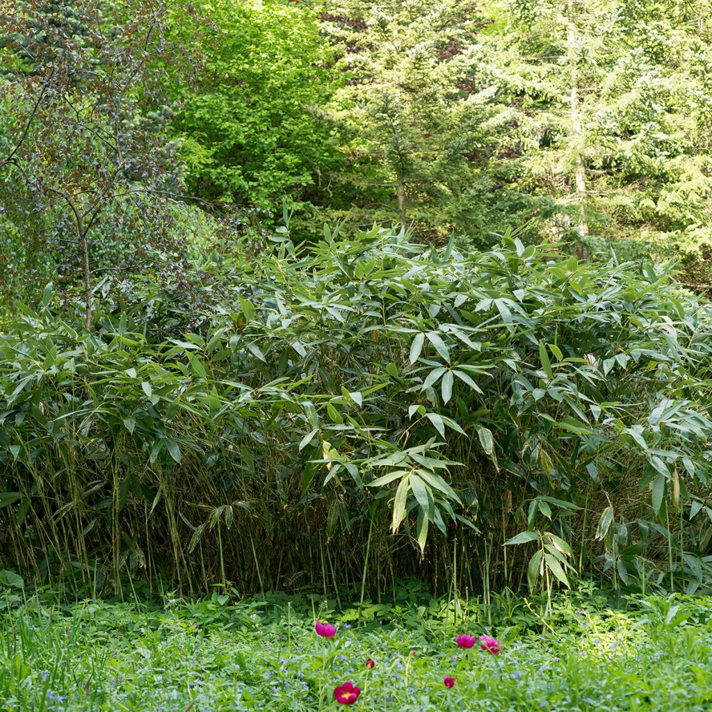 Sasa kurilensis - Palmbamboe