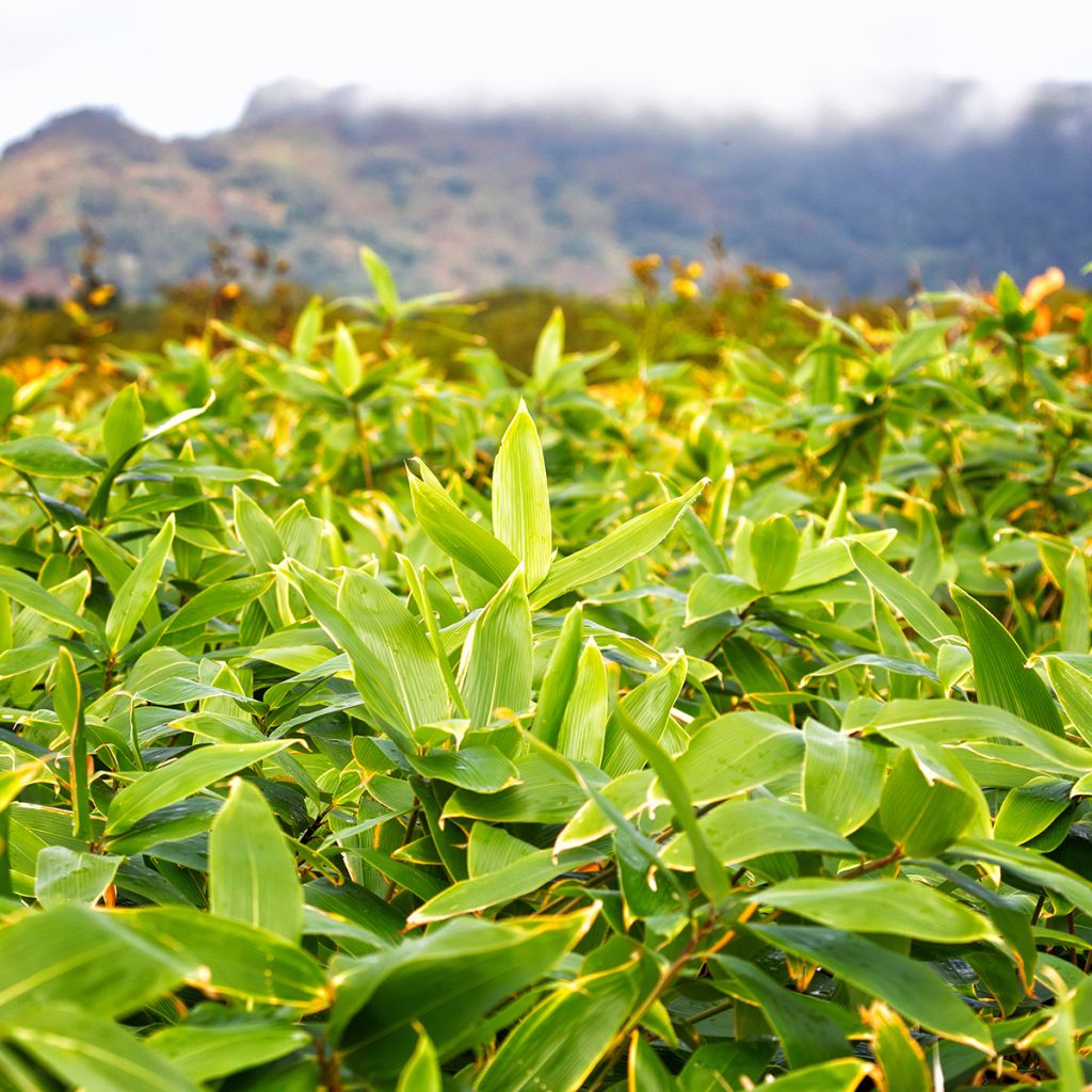 Sasa kurilensis - Palmbamboe